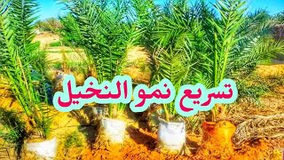 طريقه تسميد النخيل/طريقه عبقريه لتسميد النخيل زيادة نمو النخيل بالطريقة دي