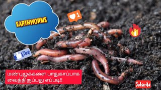 How to add worms to the worm bin? |மண்புழு உர தயாரிப்பு | மண்புழுக்கள் பாதுகாப்பாக வைப்பது எப்படி!!