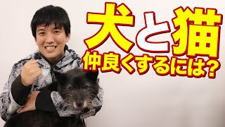 犬と猫仲良くするにはどうしたらいい？？