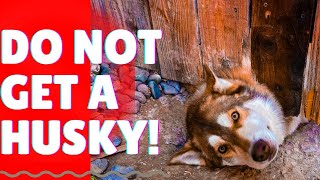 4 Biggest Reasons Not To Get a Husky!