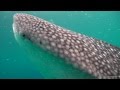 Scuba Diving with the Whale Sharks of Oslob - The Philippines, Underwater Video HD