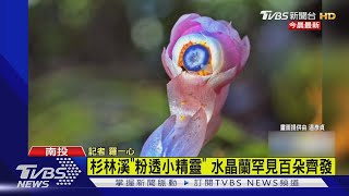 杉林溪「粉透小精靈」 水晶蘭罕見百朵齊發｜TVBS新聞