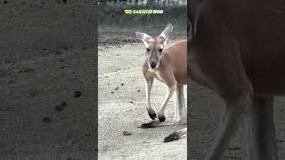 【東山動植物園公式】超気になるよね《 アカカンガルー　カンガルー 》 #short