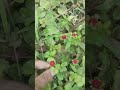 shorts video of small berries beautiful shorts video of yummy small berries