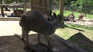 Australian Grey Kangaroo #paradisecountrygc