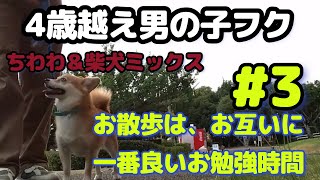 お散歩はお互いのコミュニケーションを広げる場。目的を持つと犬も変わる　＃3