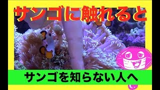 珊瑚に触れるとこうなる❗️サンゴを知らない人へ✨サンゴの魅力❗️my marine aquarium MOAMOAちゃんねる