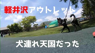 【甲斐犬】軽井沢は想像以上にワンコ天国だった【軽井沢プリンスショッピングプラザ】