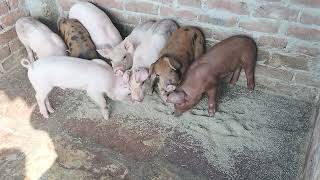 cross breed.      duroc and large white