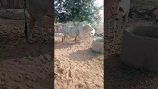 powerful panchayti haryana nandi #viral #trending #shortvideo #ytshorts @jaigaumata me1he