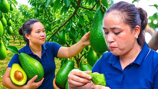 畑で完熟アボカドを収穫して市場へ｜クリーミーで甘い果実🥑