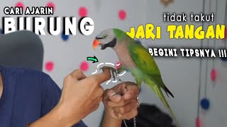 Tips dan trick agar burung liar tidak gigit dan takut ke tangan