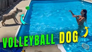 Dog Playing Volleyball with a Lady in a Pool