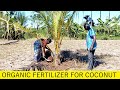 Organic fertilizer for Coconut Farming / How to fertilize Coconut palm / Coconut Cultivation