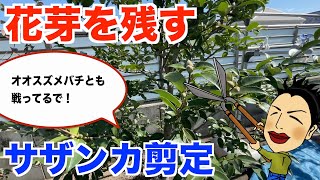 サザンカを開花前に花芽を残して剪定してみた！【庭師　剪定　pruning　10月】