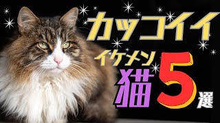 かっこいい猫5選★イケメンすぎる猫種をご紹介！！