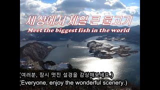 세상에서 가장 큰 붕어가 보이는../I saw the biggest fish in the world.