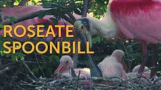 Roseate Spoonbill