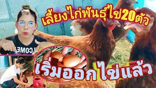 เลี้ยงไก่ไข่สาวได้1สัปดาห์ เริ่มออกไข่แล้ว/แนะนำการให้อาหาร,น้ำ สำหรับมือใหม่