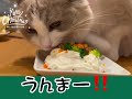 【初心者】猫用手作りクリスマスケーキ