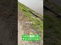 ヘビと遭遇した柴犬チャッピーくん 柴犬 shorts