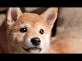 How to Groom a Shiba Inu - A Complete Guide to Their Grooming Routine