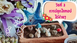 EP5 (Lithops) มือใหม่หัดเลี้ยง ล่อราก\u0026ปลูกน้องไลทอป วิธีที่ 3 ได้ง่ายๆ (นำมาฝาก 3 วิธี)