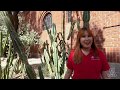 University of Arizona International Student Services