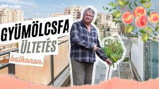 Konténeres gyümölcsfa ültetés balkonon 🌳   - Kreatív Farmer