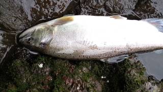 渡良瀬川でオオヤマメ釣れました４１センチ