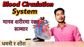 Blood circulation// रक्त सञ्चार//Double circulation system//Blood circulation in human body//Artery