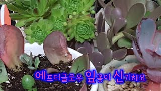 🍉집을 일주일 비웠는데 다육이는 잘 있었을까요? 💖집 비우고 나도 모르게 에프터글로우가 잎꽂이가됐네요😍多肉植物 Succulent plants 다육식물 #Succulents