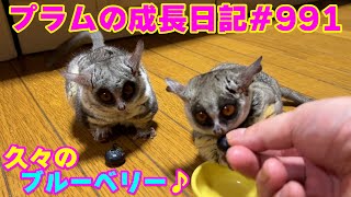 【ブルーベリーに夢中なショウガラゴがかわいすぎました】Bushbaby Plum's Growth Diary ショウガラゴ プラムの成長日記