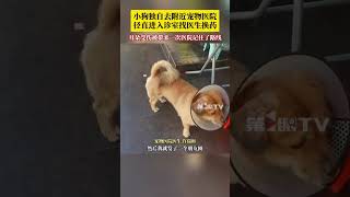 小狗独自去家附近的宠物医院，径直进入诊室找医生换药。主人称：耳朵受伤被带来一次医院记住了路线，平时非常聪明，而且记忆力特别好。