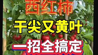 西红柿干尖又黄叶一招全搞定#三农#支持三农服务三农#农业植保