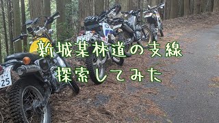 【三河 林道】新城某林道の支線探索してみた【冒険】（セロー225 ブロンコ トリッカー DR250）