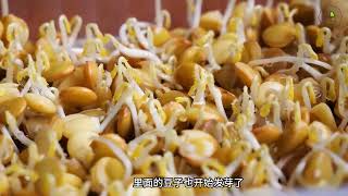 豆芽菜在家也能培育，操作简单，生长周期短