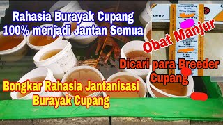 RAHASIA BURAYAK IKAN CUPANG 100% MENJADI JANTAN SEMUA