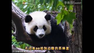 哈哈哈哈哈一定要长得好看吗？长得搞笑不行吗？😂😂😂😂😂好可爱#大熊猫 #panda #大熊猫搞笑日常 #熊猫