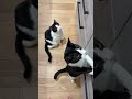 「ごはん」だけ完全に会話が成立する猫たち 猫 cat かわいい