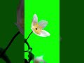 white flower green screen video greenscreenvideo greensreen greenscreen chromakey shortvideo