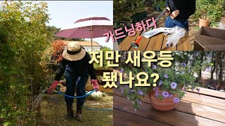 장미 물주기/ 가드닝도 장비빨/ 칼리브라코아 심기(calibrachoa)