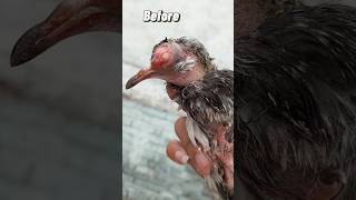 pigeon ki eyes kiasa sahi kara tricks 🥺😭 #youtubeshort #ytshorts #minivlog #pigeon #pet #shortsfeed