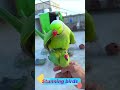 most beautiful hand tamed parrots in the world 🦜🦜 beautifulparrot parrot greenparrot