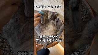 とにかく猫用ブラシに虜な猫#shorts #cat #猫 #猫のいる暮らし