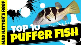 Top 10 Puffers for a Saltwater Aquarium