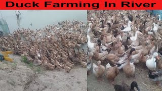Duck Farming In Bangadesh River Funny Duck Farming Amazing Animal Farming Funny Animal Funny Video