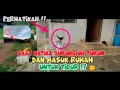 🔴 DETIK2 BURUNG TEKUKUR JINAK-PULANG TIDUR⁉️🤨|| MERAWAT BURUNG DI ALAM LIAR || BURUNG TEKUKUR JINAK🦅