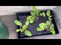 다이소 알타리 무 키우기 씨앗부터수확까지 radish harvest