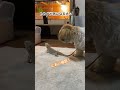 トカゲが気になる犬🐶🦎 シーズー フトアゴヒゲトカゲ shorts